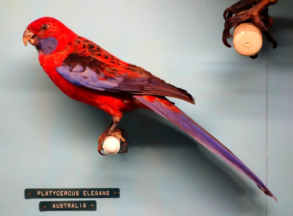 Platycercus elegans - Museo Civico di Storia Naturale Giacomo Doria - Genoa, Italy - DSC03153