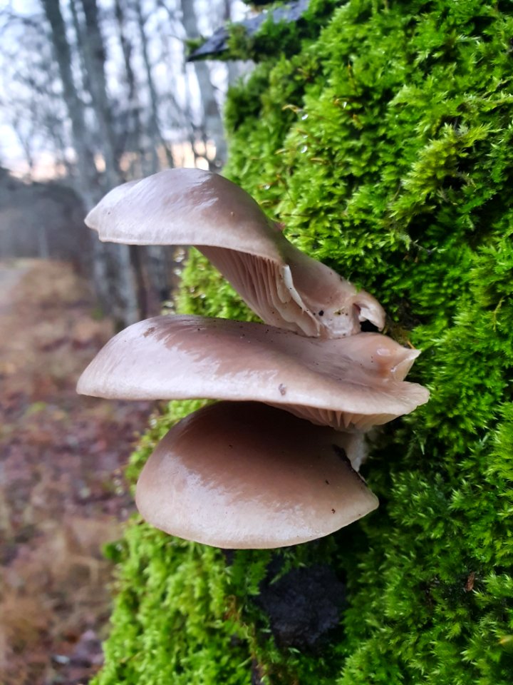 Pleurotus ostreatus 108702214