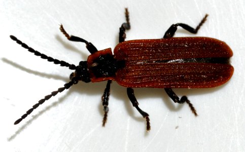 Platycis-cosnardi-08-fws
