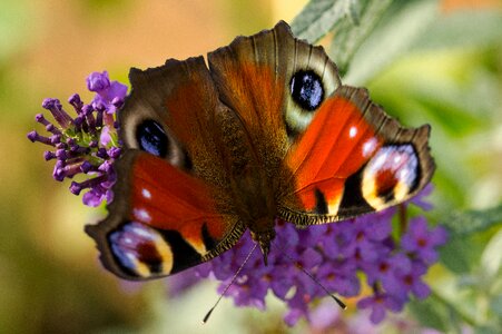 Butterfly edelfalter macro photo