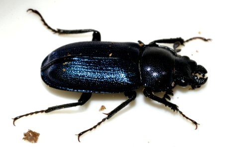 Platycerus-caraboides-14-fws