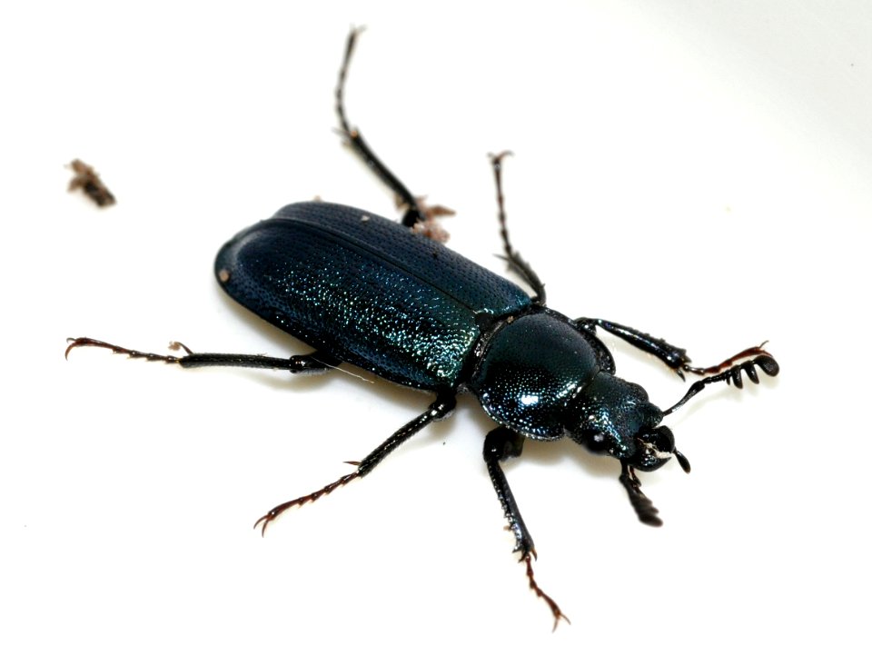 Platycerus-caraboides-10-fws