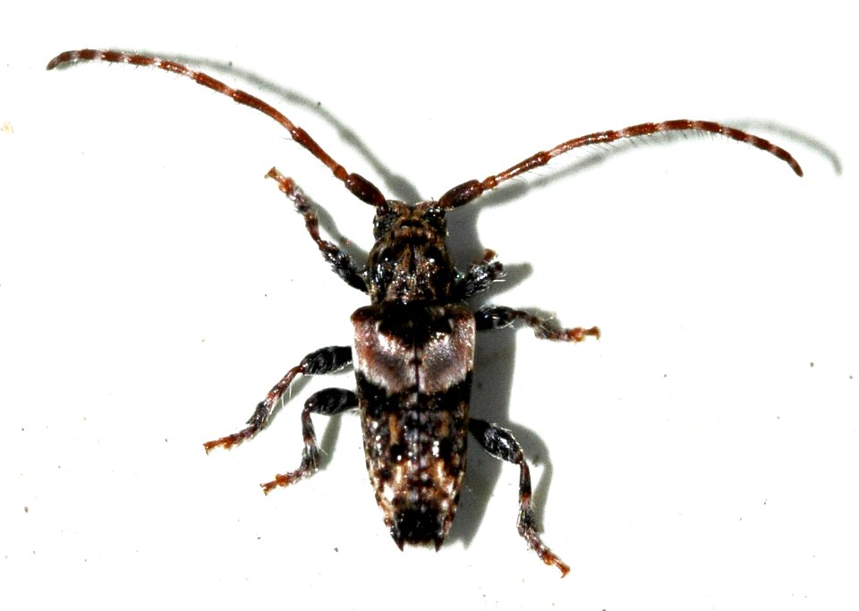 Pogonocherus-hispidus-01-fws