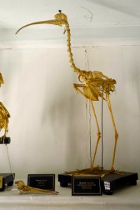 Plegadis falcinellus skeleton - Museu da Ciência da Universidade de Coimbra - University of Coimbra - Coimbra, Portugal - DSC09213