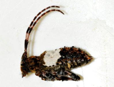 Pogonocherus-hispidulus-05-fws