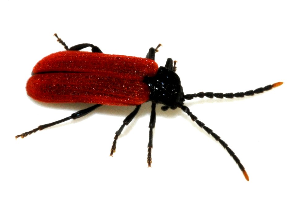 Platycis-minutus-10-fws