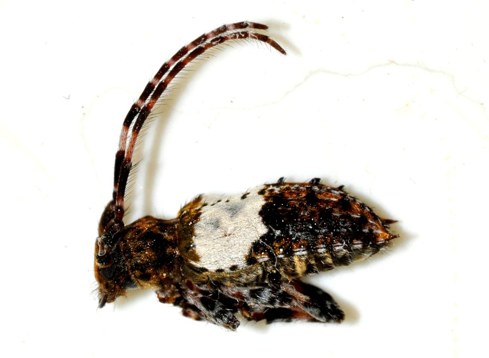 Pogonocherus-hispidulus-04-fws