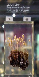 Pogonatum inflexum - National Museum of Nature and Science, Tokyo - DSC07510