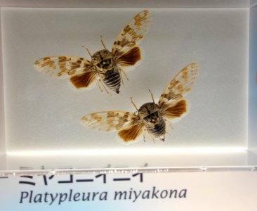 Platypleura miyakona - National Museum of Nature and Science, Tokyo - DSC07088