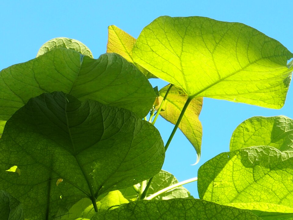 Light large leaves summer wind