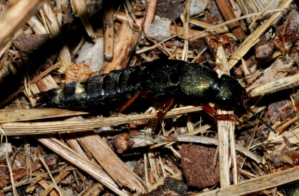 Platydracus-fulvipes-06-fws