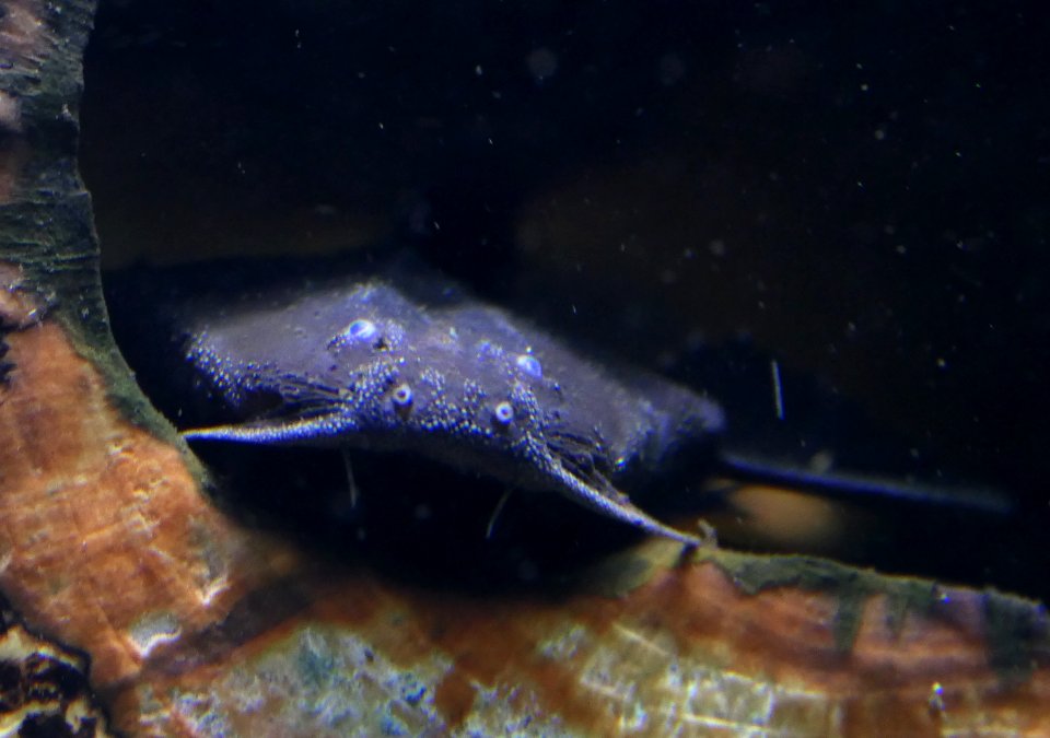 Platystacus cotylephorus - Peitschenwels Portrait
