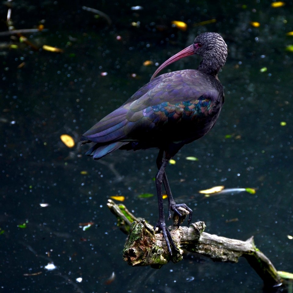 Plegadis ridgwayi Parc des Oiseaux 21 10 2015 1