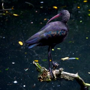 Plegadis ridgwayi Parc des Oiseaux 21 10 2015 1