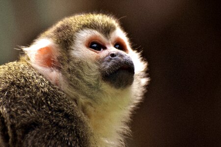 Small capuchins capuchin monkey photo