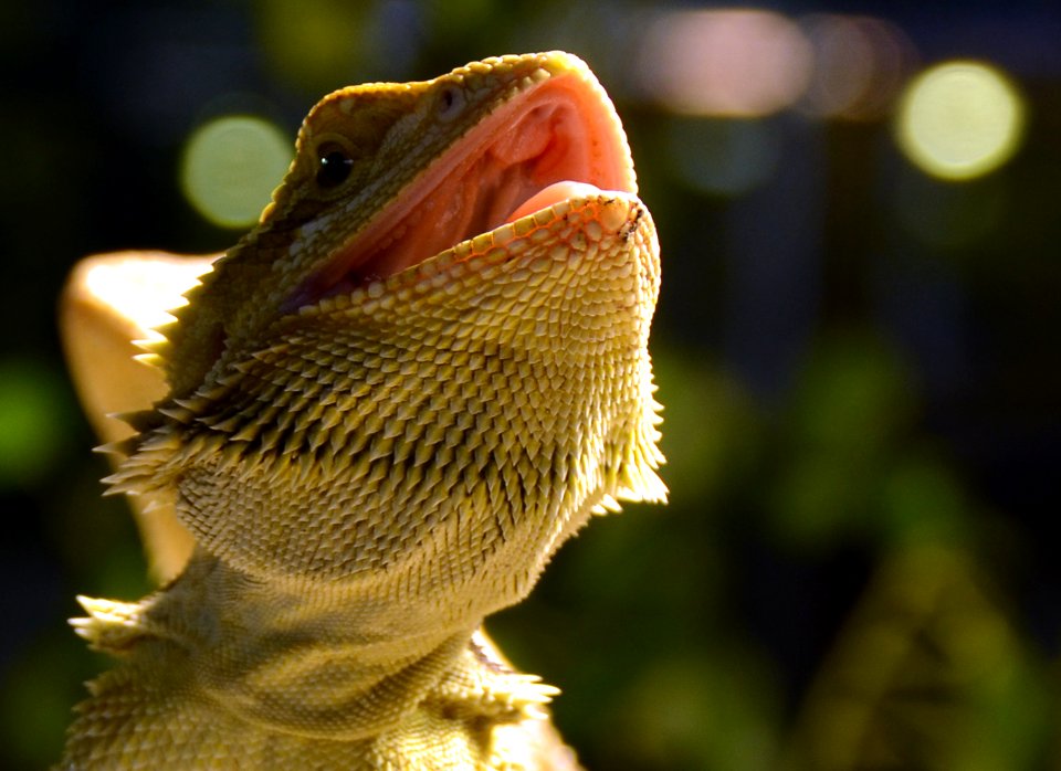 Pogona Genève 24102014 D 1
