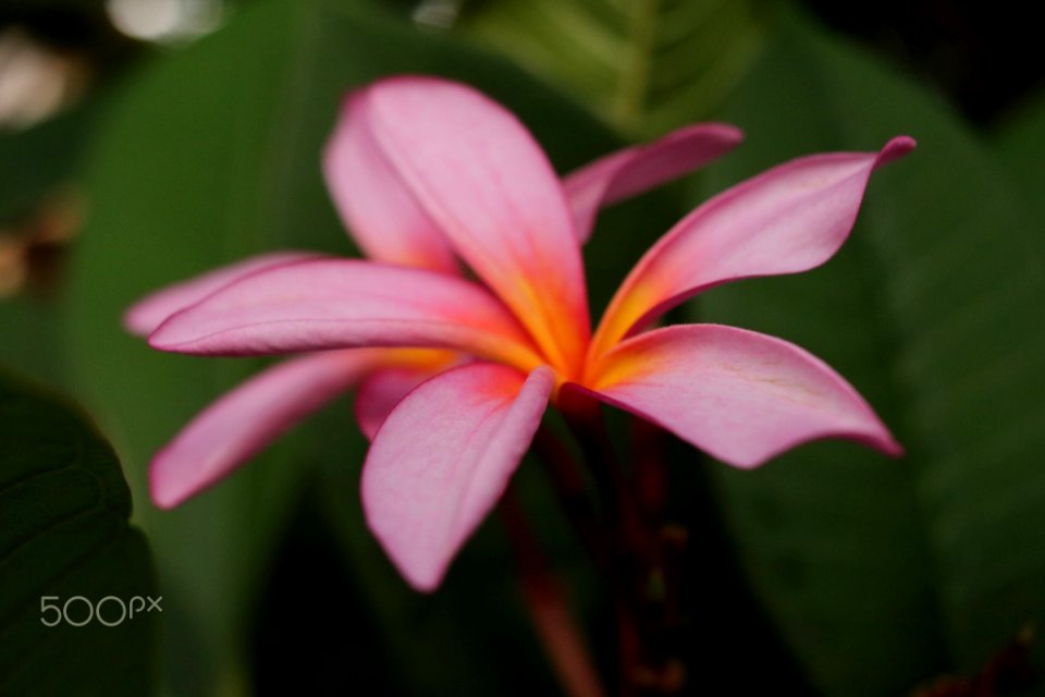 Plumeria (220229667)