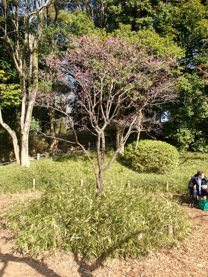 Plum trees with flowers at Arisugawa Park 2
