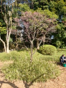 Plum trees with flowers at Arisugawa Park 2