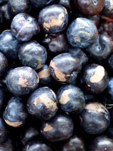 Plum scabs 2017 B1