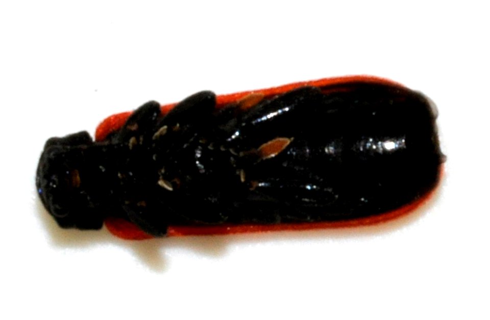 Platycis-minutus-02-fws