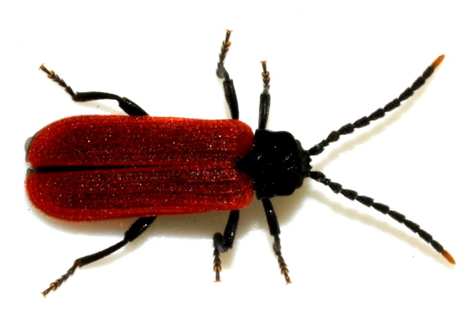 Platycis-minutus-05-fws