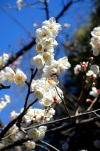 Plum blossoms - Arisugawa-no-miya Memorial Park - DSC06898