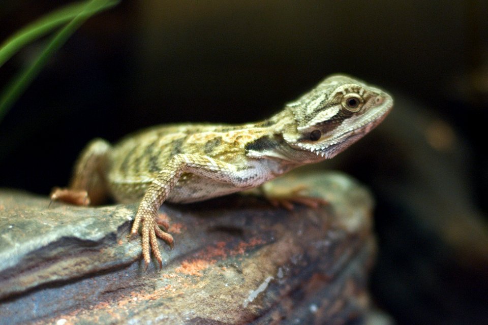 Pogona vitticeps infant on rock