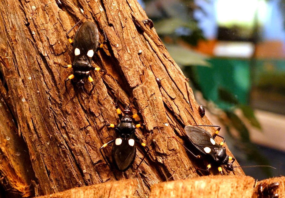 Platymeris biguttatus - Insect Zoo - San Francisco Zoo - San Francisco, CA - DSC03481