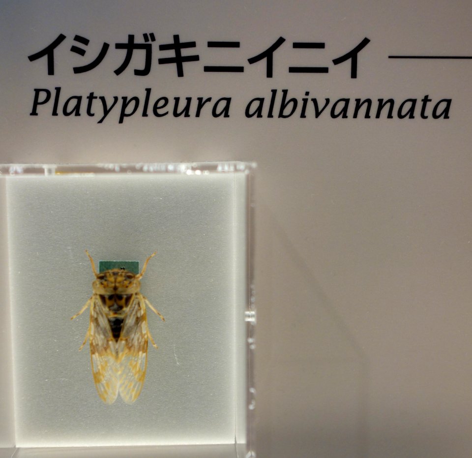 Platypleura albivannata - National Museum of Nature and Science, Tokyo - DSC07090