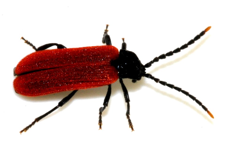 Platycis-minutus-04-fws