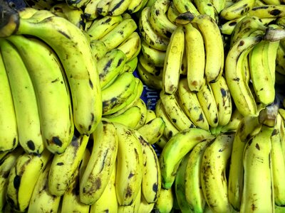 Bananas musa basjoo fruits
