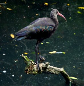 Plegadis ridgwayi Parc des Oiseaux 21 10 2015 2