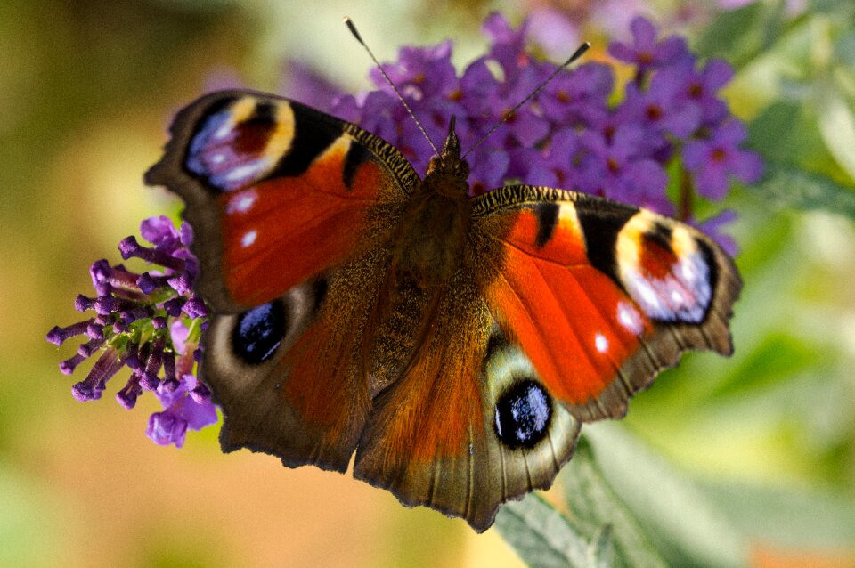 Butterfly edelfalter macro