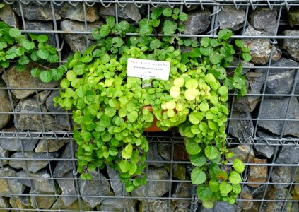 Plectranthus verticillatus (Plectranthus nummularius) - Shinjuku Gyo-en Greenhouse - Tokyo, Japan - DSC05959