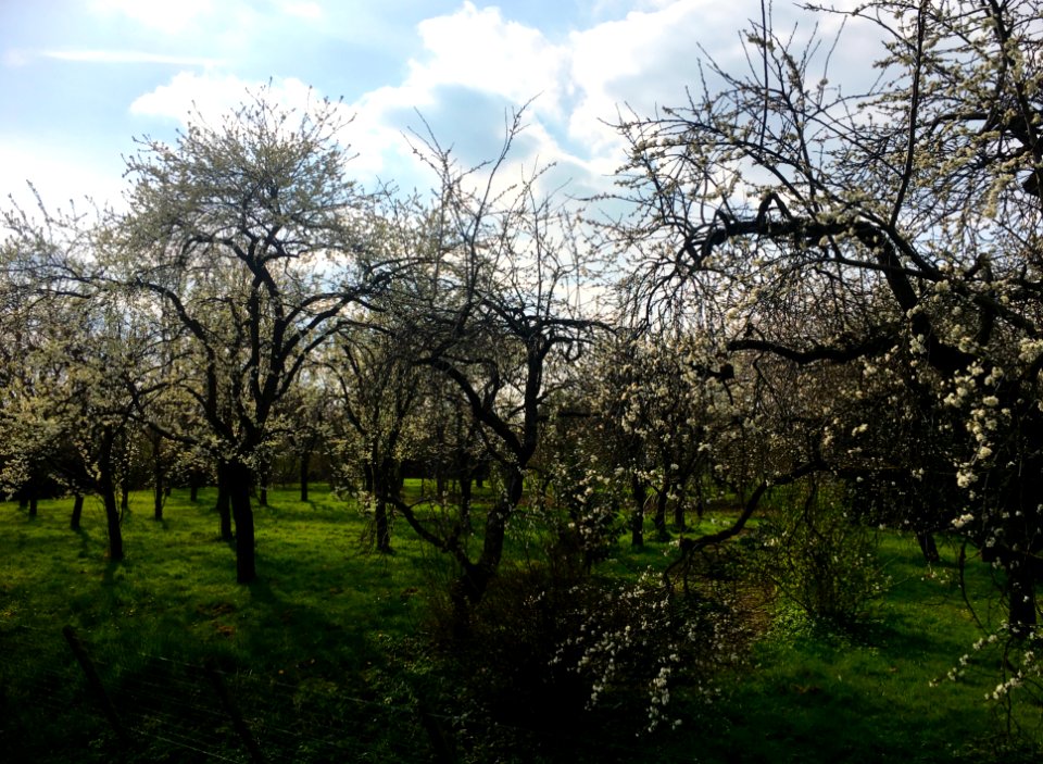 Plum trees in blossom (Bemmel, Netherlands)