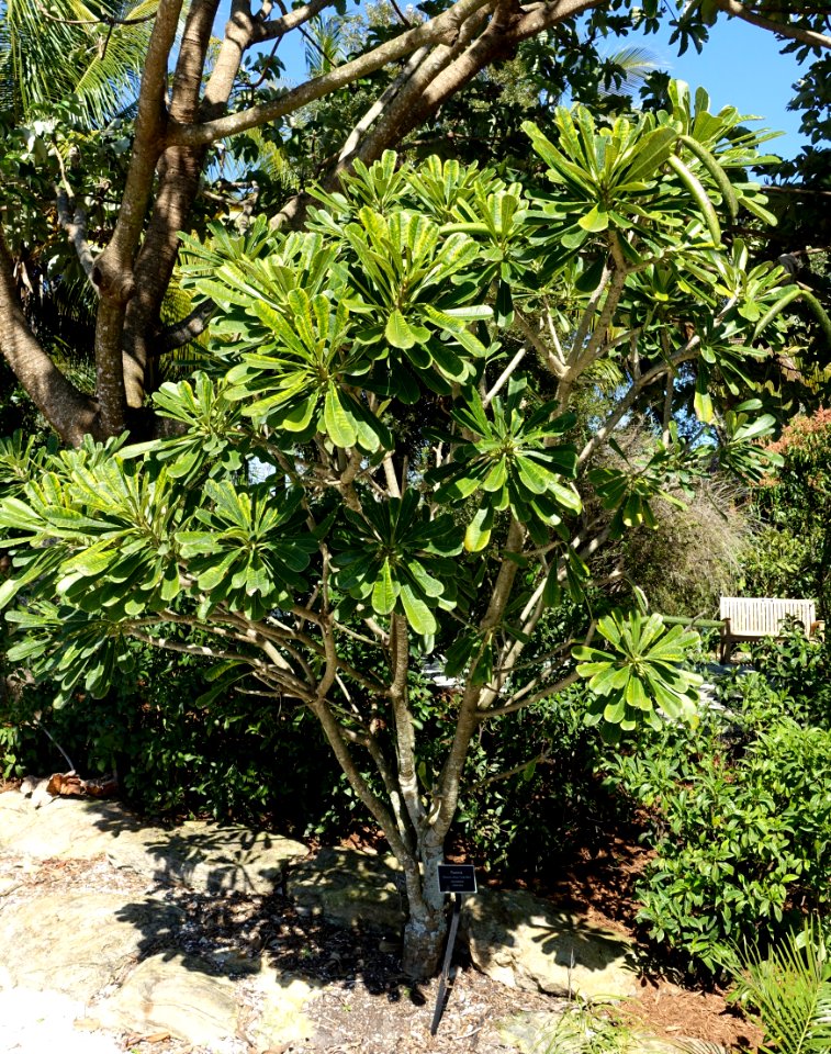 Plumeria obtusa 'Costa Rica' - Naples Botanical Garden - Naples, Florida - DSC00058