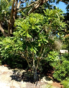 Plumeria obtusa 'Costa Rica' - Naples Botanical Garden - Naples, Florida - DSC00058