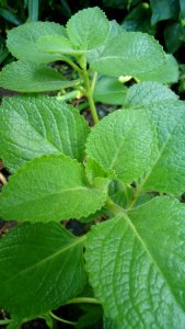 Plectranthus amboinicus (Cuban Oregano)