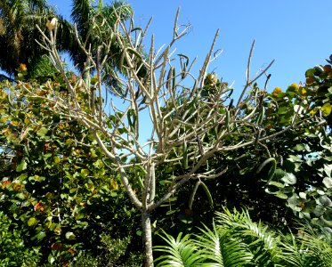 Plumeria obtusa - Naples Botanical Garden - Naples, Florida - DSC09989