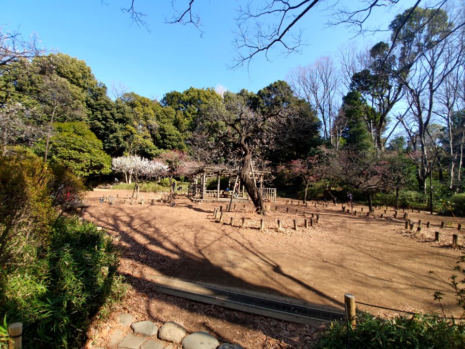 Plum trees with flowers at Arisugawa Park 3