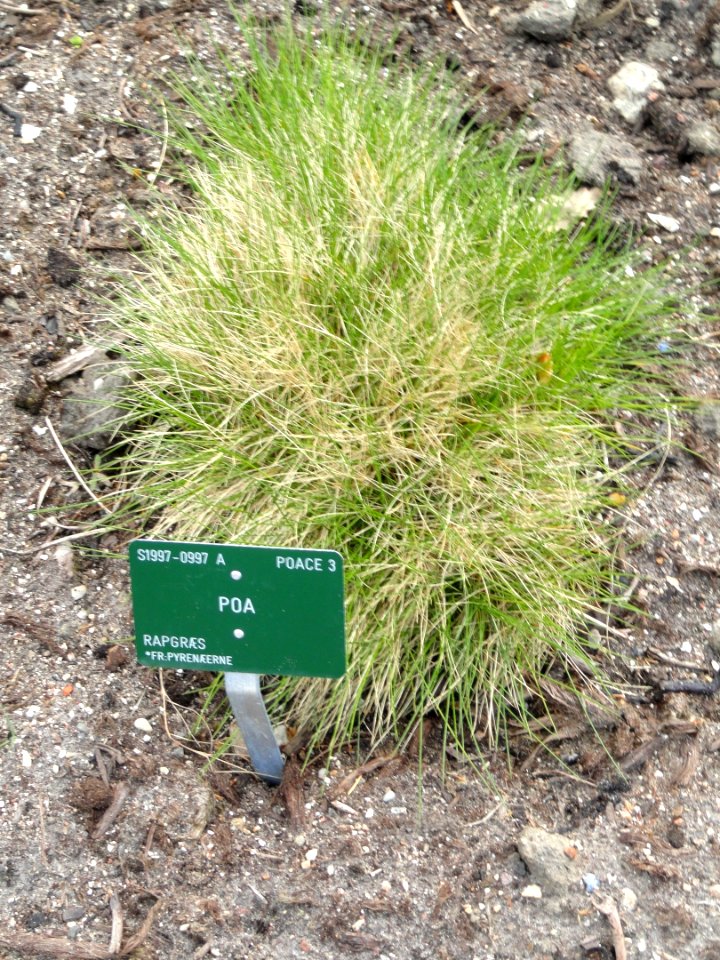 Poa - Copenhagen Botanical Garden - DSC07698