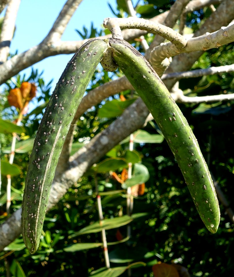 Plumeria obtusa - Naples Botanical Garden - Naples, Florida - DSC09991