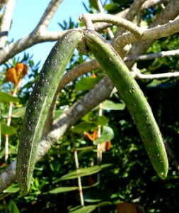 Plumeria obtusa - Naples Botanical Garden - Naples, Florida - DSC09991
