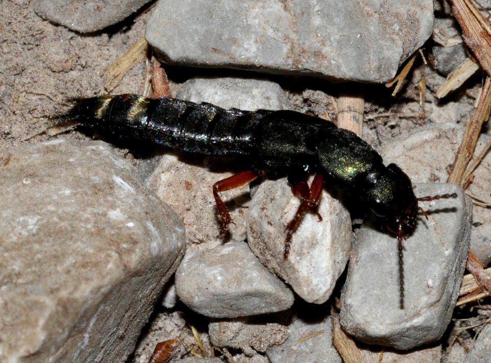 Platydracus-fulvipes-05-fws