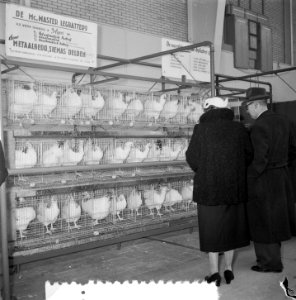 Pluimveetentoonstelling Amitophilia Utrecht, Bestanddeelnr 907-4170