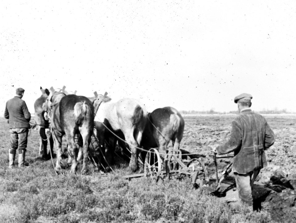 Ploegen met paarden (6-span) , Bestanddeelnr 194-0059