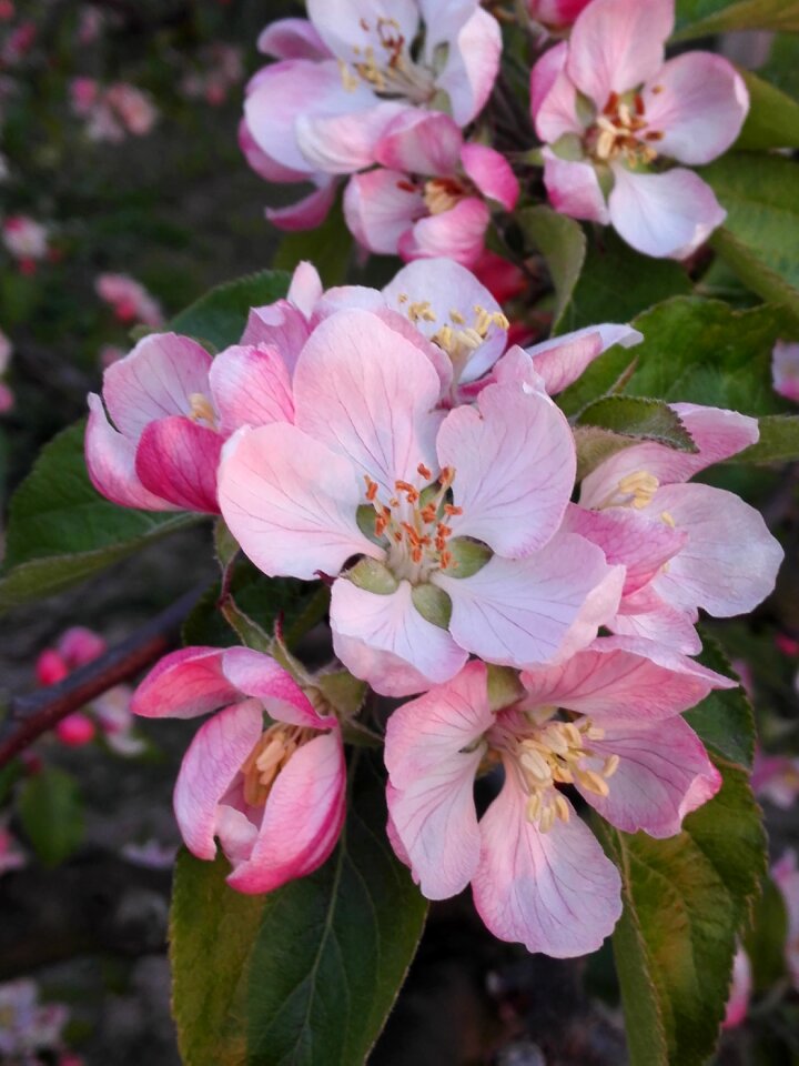 Spring cherry tree
