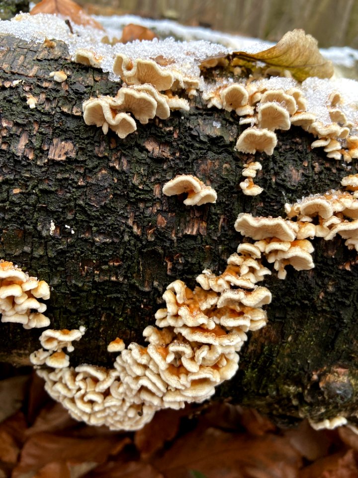 Plicaturopsis crispa 108293630