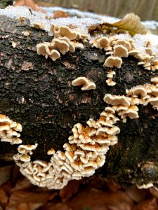 Plicaturopsis crispa 108293630